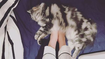 第一届猫咪丑照大赛,你准备好存表情包了吗