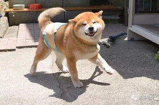柴犬界表情帝ryuji霸气登场