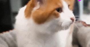 橘猫生下小奶猫,主人一只一只看过去,表情逐渐凝重
