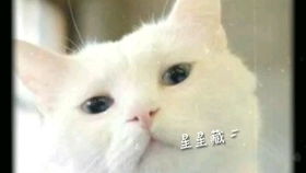 动物表情包2哔哩哔哩干杯bilibili