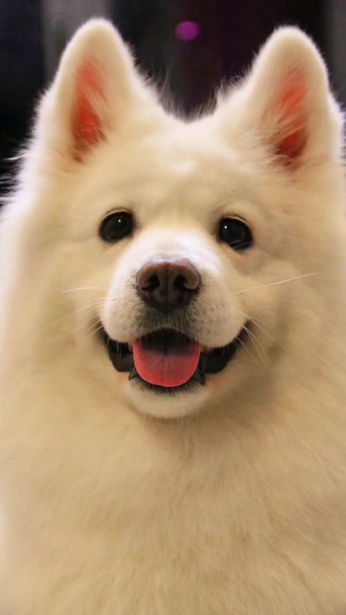 柴犬wink表情包表情管理