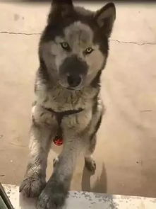 有洁癖的人养猫会崩溃养只有洁癖的猫才让人崩溃呢