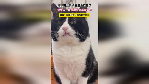 猫咪跳上桌子看主人吃什么,被主人一番言论惊出表情包,猫咪你这么穷,你养我干什么
