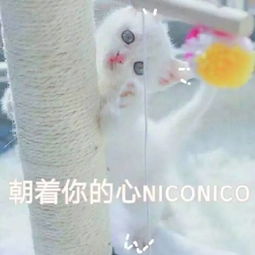 一组很萌很萌的表情包