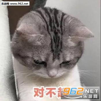 老婆我错了主动罚站表情包萌猫道歉带字表情包下载乐游网游戏下载