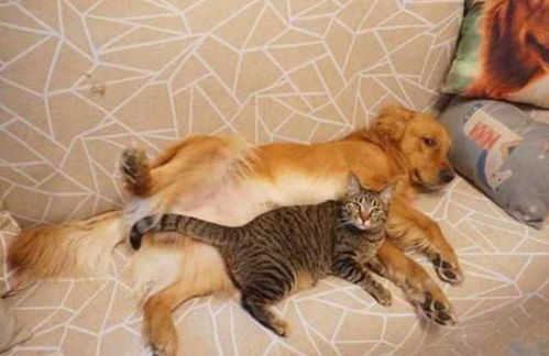 金毛带着猫咪一起睡觉,看到这一幕主人感慨,暖男称号名不虚传