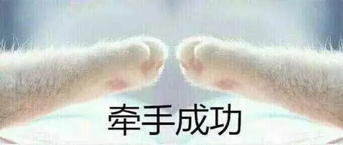 拉勾勾表情包猫爪