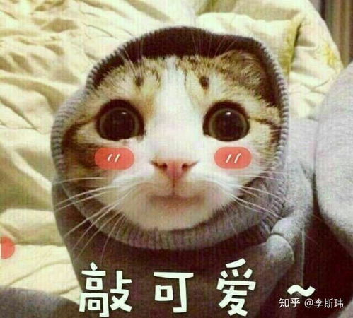 为什么猫喜欢睡人身上,求解答
