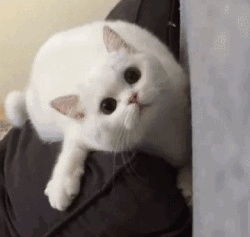 摘抄