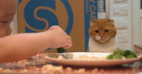 猫猫想吃但不说萌萌肥猫遥望宝宝吃饭的眼神好哀怨,表情超有戏