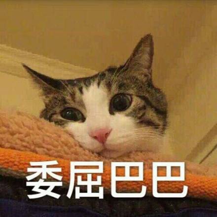 萌猫哭的表情包
