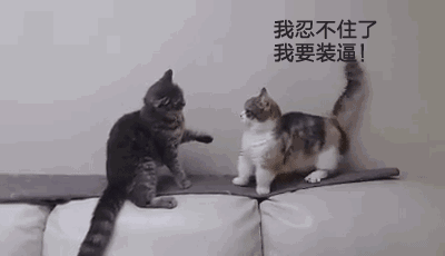 爆笑表情包我噬元兽不发飙你以为我是橘猫
