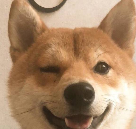 柴犬眼皮被蚊子叮,肿成wink小眼迷人,笑呵呵的傻样萌炸了