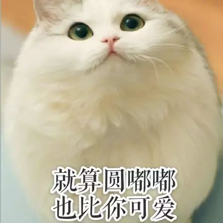 日常吸吸猫表情包