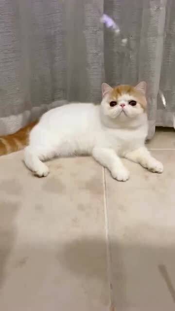 猫主子的日常这是什么表情啊你们知道吗