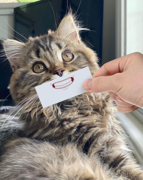 让猫咪变成表情丰富的逗比