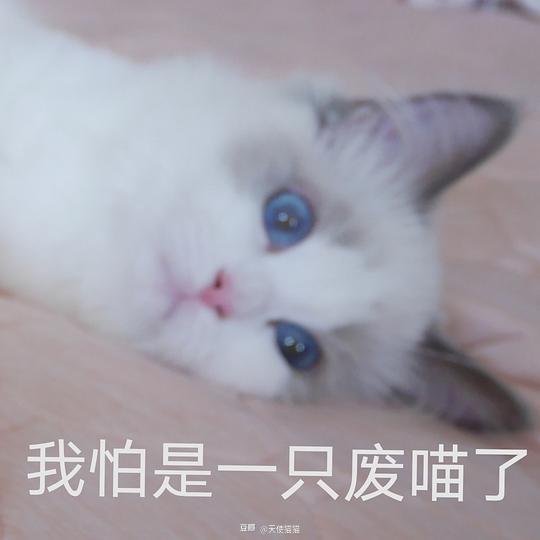 天使猫猫的相册可爱猫猫的奇怪表情包