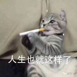 朱一龙表情包高清猫咪