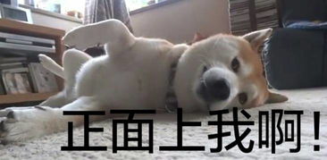 男票养的狗才是他真正的对象