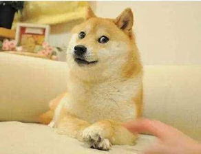 柴犬才是汪界表情包的鼻祖哈士奇也得服