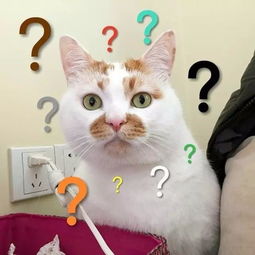 日常吸猫系列表情包,废猫扶不上墙