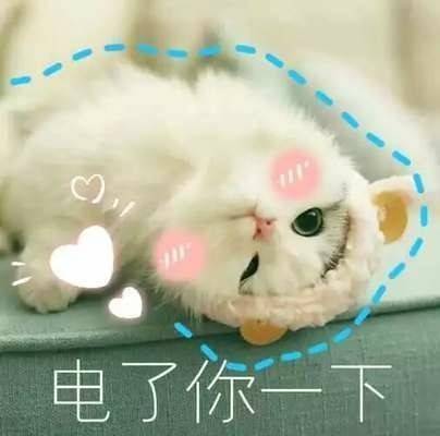 可爱的喵喵表情