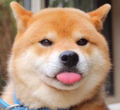 萌宠系行走的表情包柴犬