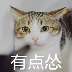 担心表情包微信猫咪