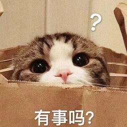 表情包日常吸猫来不及解释了快上车