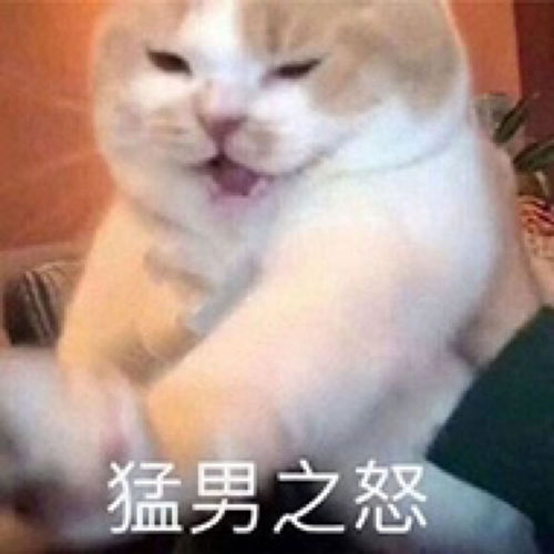 可爱小猫猫搞笑表情包