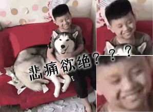 哈士奇撕暑假作业孩子悲痛欲绝看表情不太对啊