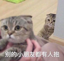 萌萌哒猫咪柔弱表情,还在为你的钢铁形象买单吗,改变时刻到了