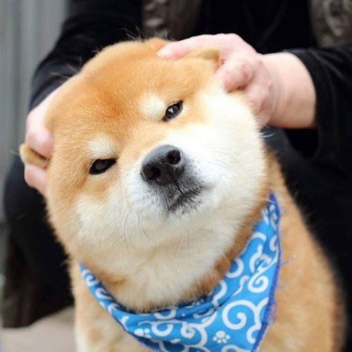 表情包比哈士奇还多,全世界都被这只柴犬圈粉