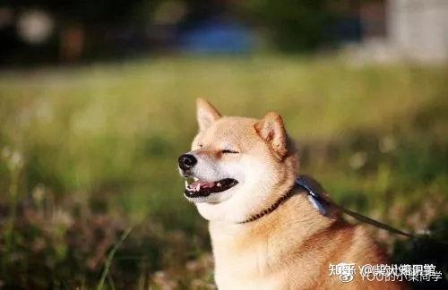 柴犬最全性格分析,这样的柴犬你喜欢吗
