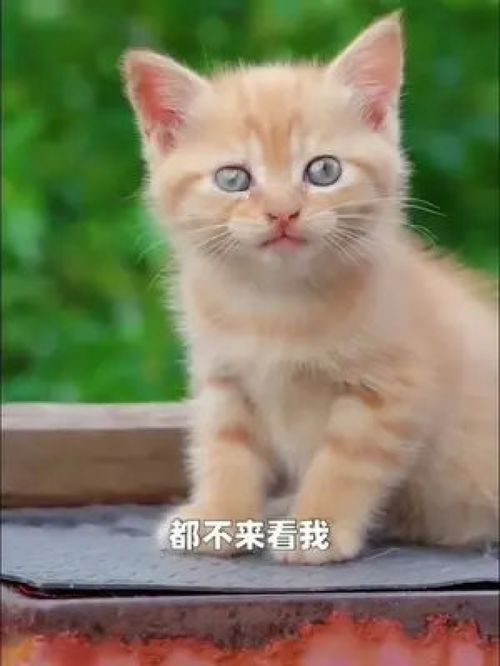 激萌动物家养宠物动物卖萌英国短毛猫爆笑动物恶搞配音