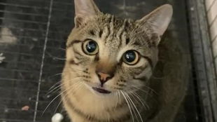 妙音.熊猫牌竹子你值得拥有