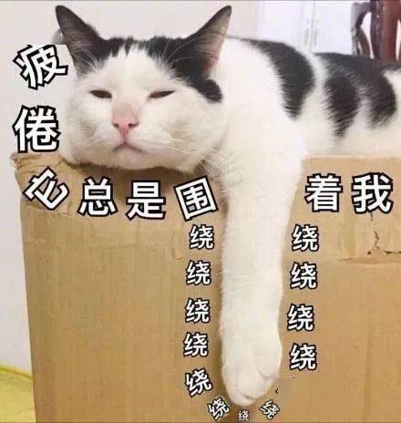 猫猫表情包大合集,一整周都不用打字啦