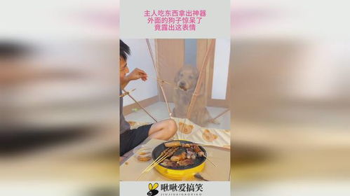 主人吃东西拿出神器,外面的狗子惊呆了,竟露出这表情