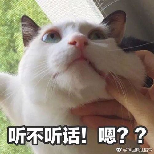 喜欢撸猫的进来,点进来让你一次撸个够二