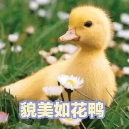 在线等,挺急的深圳一位校长的求助信火了给我们带来什么样的教育启示