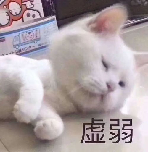 怎么办刚接回的猫咪就死掉了,我不敢再养猫了
