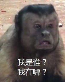 国字脸猴子走红网络热巴杜鹃古天乐等众星躺枪