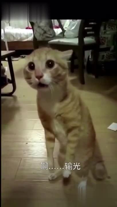 这猫的表情笑死了,猫粮被输光了.....oo哈哈