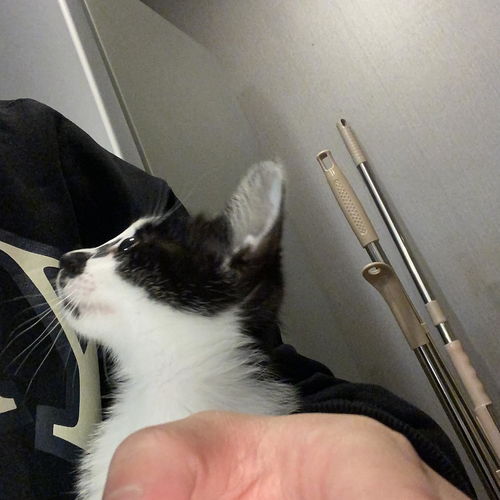 附赠猫咪全套用品