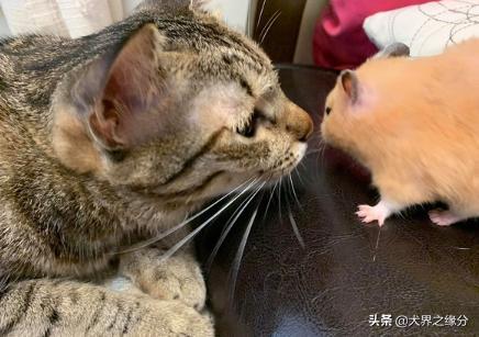 仓鼠被3只猫包围,惊悚的表情笑翻网友,仓鼠你们要干啥