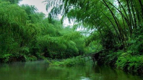 蜀南竹海不仅有竹子可以欣赏,还有峨眉山之秀丽,青城山之壮阔
