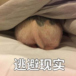 吸猪表情包下载小吸猪无水印表情下载腾牛下载