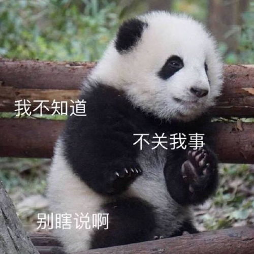 必备表情包图片我不知道,不关我事,别乱说啊