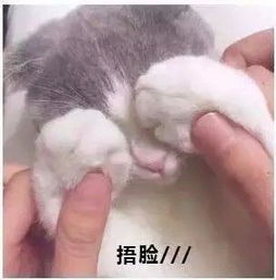 日常吸猫系列表情包,废猫扶不上墙