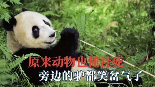 原来动物界也懂社死啊,狗子被电网电懵圈,给旁边的驴都笑岔气了